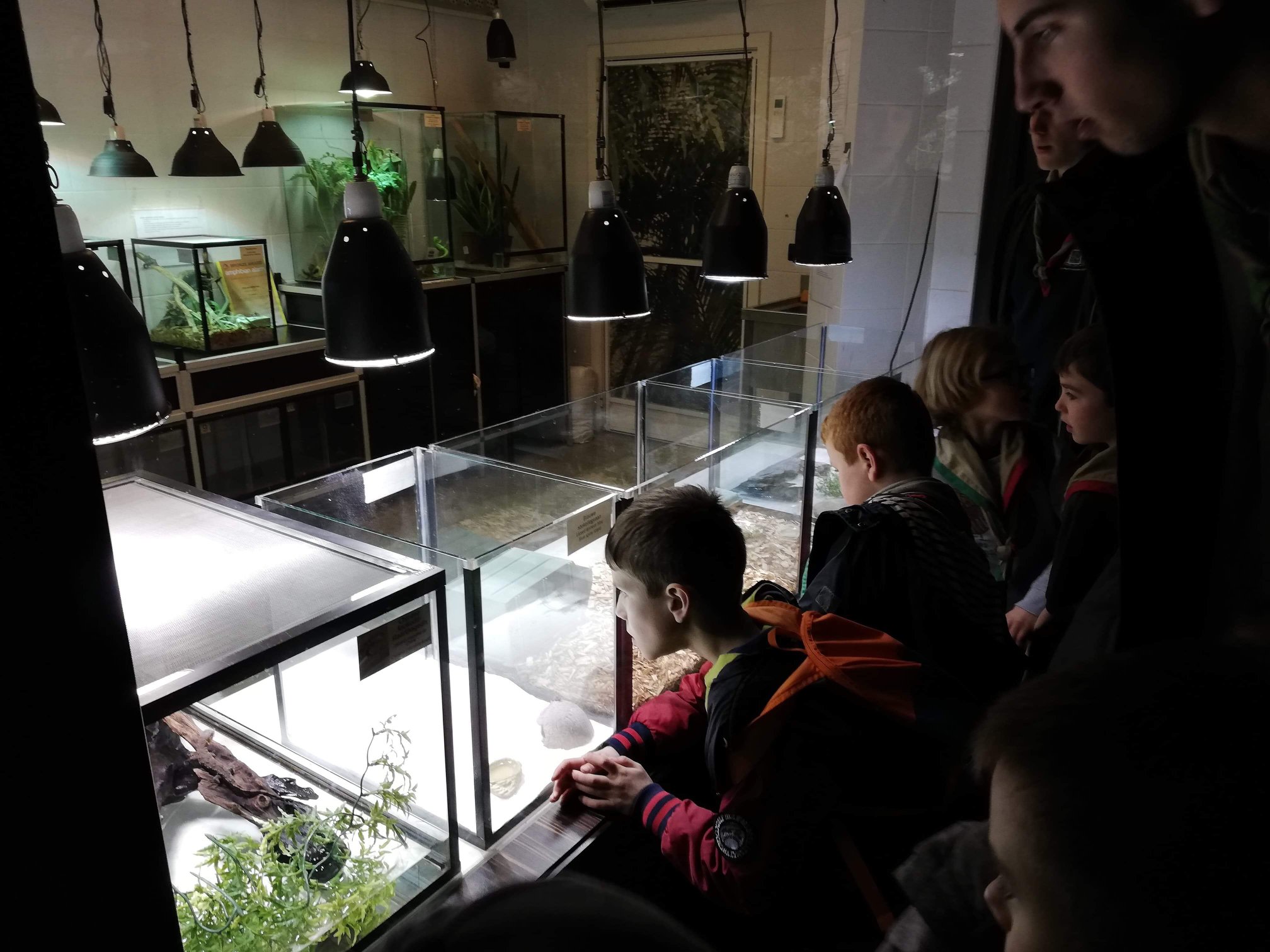 Sint-Martinus den XIIde - Zoo Antwerpen Kapoenen